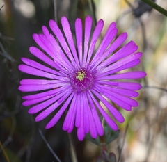 Lampranthus elegans