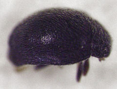 Stethorus histrio