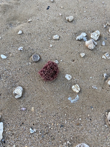 Tricleocarpa observed 2023-07-15
