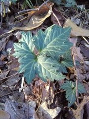 Cardamine diphylla