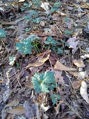 Cardamine diphylla