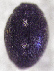 Stethorus histrio