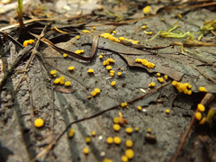 Phaeohelotium epiphyllum var. epiphyllum image