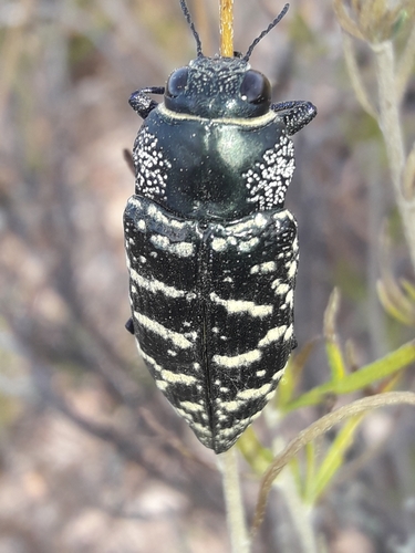 Lampetis dilaticollis