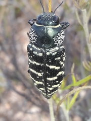 Lampetis dilaticollis