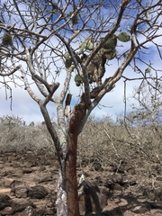 Bursera graveolens