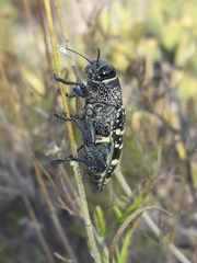 Lampetis dilaticollis