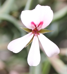 Pelargonium lanceolatum