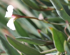 Pelargonium lanceolatum