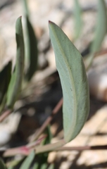 Pelargonium lanceolatum