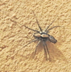 Tridactylidae