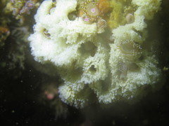 Clathrina coriacea