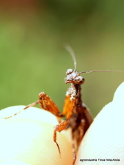 Image of Pseudomiopteryx infuscata