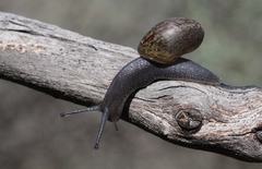 Helminthoglypta traskii