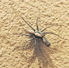 Tridactylidae