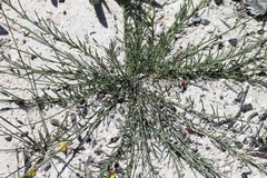 Lebeckia pauciflora