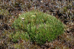 Oreobolus pectinatus