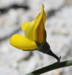 Lebeckia pauciflora