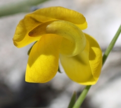 Lebeckia pauciflora