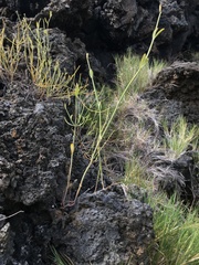 Alternanthera filifolia