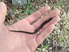 Batrachoseps gavilanensis