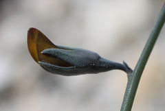 Lebeckia pauciflora