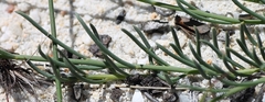 Lebeckia pauciflora