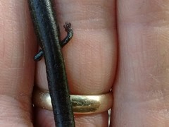 Batrachoseps gavilanensis