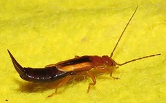 Forficula senegalensis