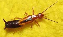 Forficula senegalensis