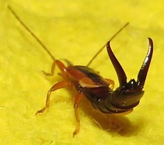 Forficula senegalensis