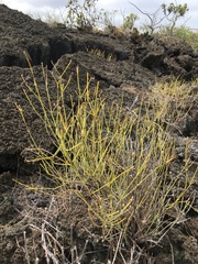 Alternanthera filifolia
