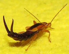 Forficula senegalensis