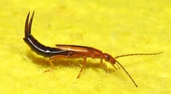 Forficula senegalensis