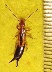 Forficula senegalensis