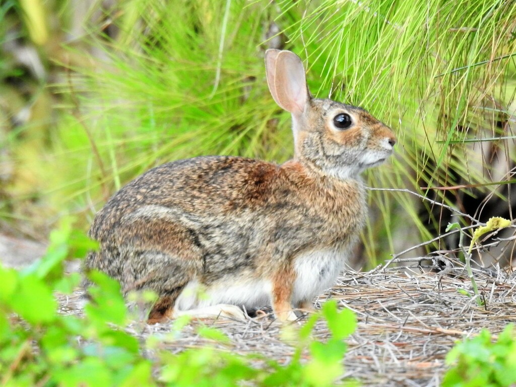 Eastern Cottontail from High Ridge Scrub Natural Area 7300 High Ridge ...