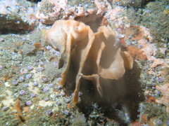 Pentapora foliacea