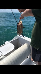 Lachnolaimus maximus