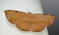 Hypopyra capensis