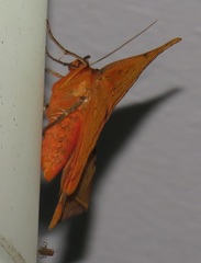 Hypopyra capensis