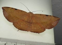 Hypopyra capensis
