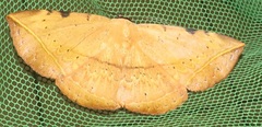 Hypopyra capensis