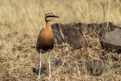 Cursorius coromandelicus