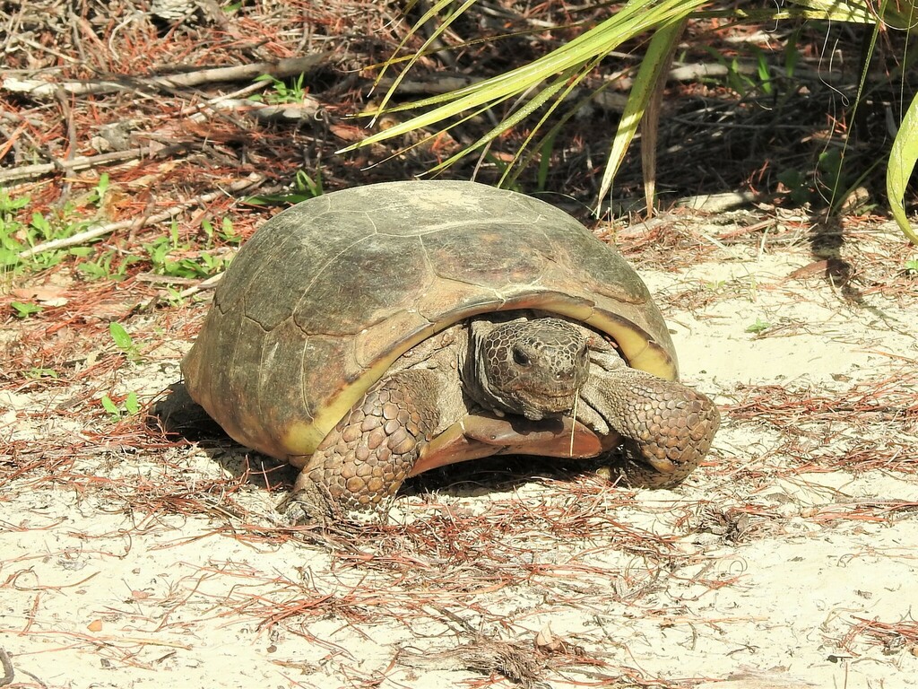 Gopher Tortoise in July 2023 by Janice Johnston. - See additional ...