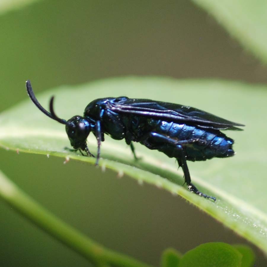 Azalea Argid Sawfly from Sangok-dong, Uijeongbu-si, Gyeonggi-do, South ...