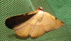 Hypopyra capensis