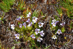 Euphrasia dyeri