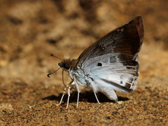 Odontoptilum angulata
