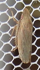 Glossocratus afzelii