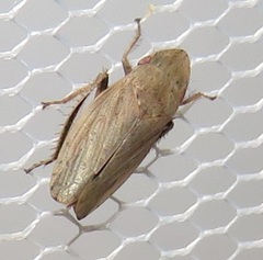 Glossocratus afzelii